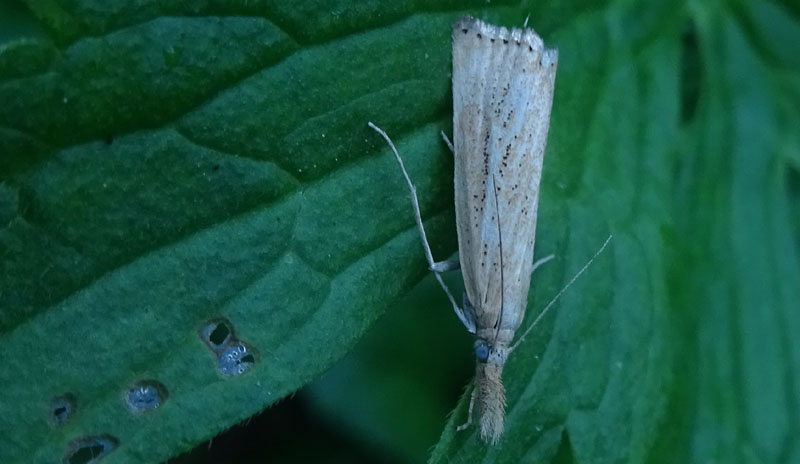 Agriphila straminella ?